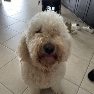 Meet your Posher, Barbara-anne